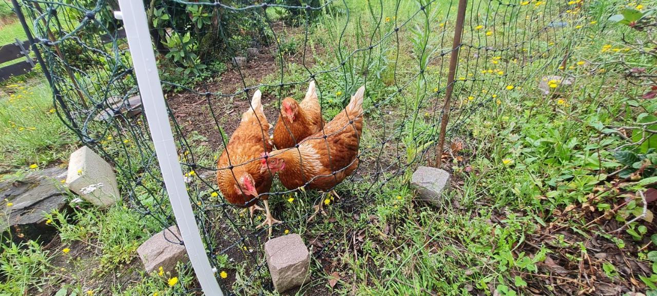 Ferienwohnung Im Gruenen Heppenheim  Ngoại thất bức ảnh